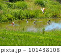 田んぼで水浴びするトキ 101438108