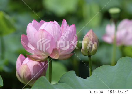 大賀ハス ハス 蓮 大賀ハス ハス 蓮 101438274