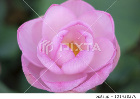 大賀ハス　ハス　蓮 101438276