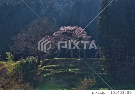 桜咲く一乗谷朝倉氏遺跡 桜咲く一乗谷朝倉氏遺跡 101438389