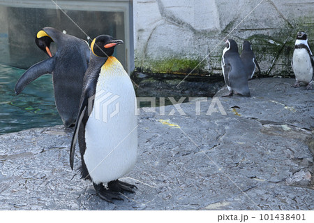 キングペンギン キングペンギン 101438401