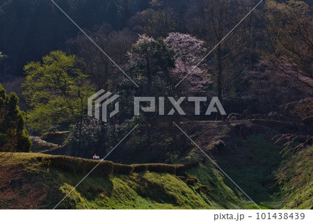 桜咲く一乗谷朝倉氏遺跡 101438439