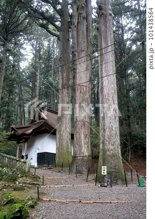 光前寺の霊木三本杉 101438564
