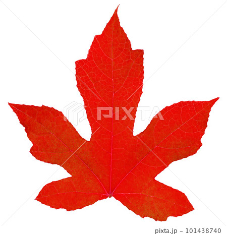 red maple leaf isolated on white background 101438740