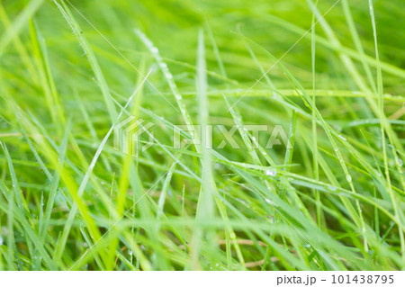 Abstract green grass close up blur background 101438795