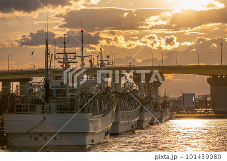 「青森県」八戸港に停泊するイカ釣り漁船と夕日 「青森県」八戸港に停泊するイカ釣り漁船と夕日 101439080