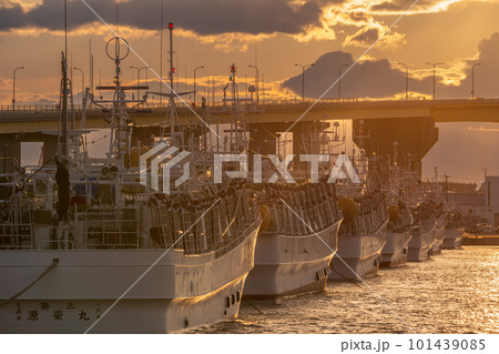 「青森県」八戸港に停泊するイカ釣り漁船と夕日 101439085