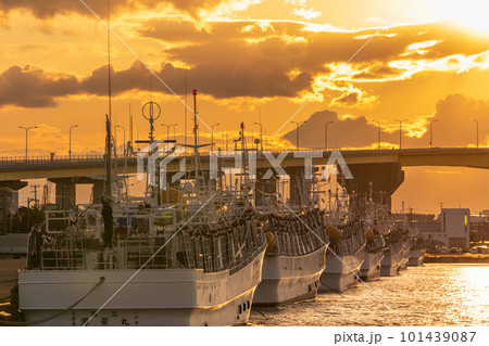 「青森県」八戸港に停泊するイカ釣り漁船と夕日 101439087