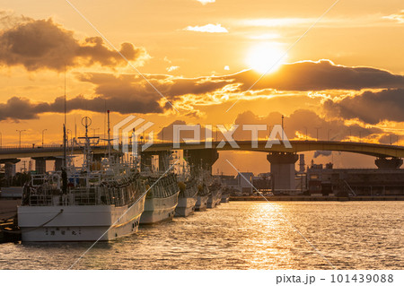 「青森県」八戸港に停泊するイカ釣り漁船と夕日 101439088