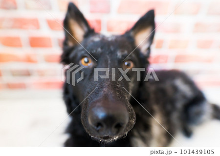 Black curly dog closeup portrait in studio, posing, smiling 101439105