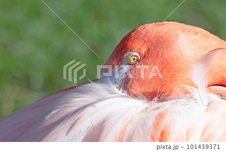 Pink flamingo with a grass background, selective focus 101439371