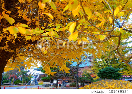 イチョウ 銀杏 紅葉 黄葉 専称寺 イチョウ 銀杏 紅葉 黄葉 専称寺 101439524