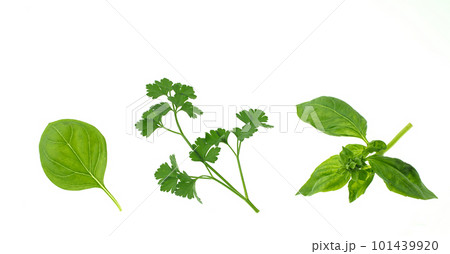 ハーブ 白バック ハーブ 白バック 101439920