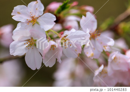 桜咲く 0412 桜咲く 0412 101440283