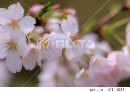 雨に濡れた桜　0413 101440284