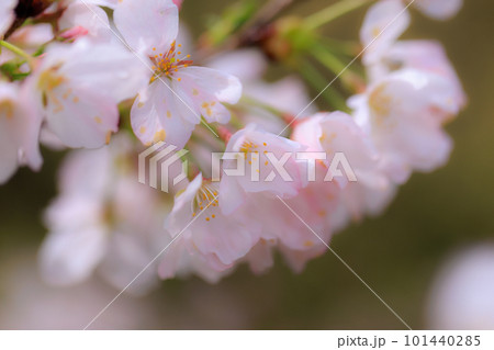 雨に濡れた桜　0414 101440285