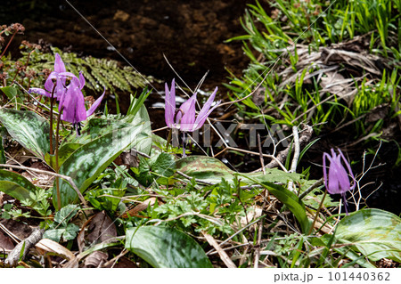 湿原のカタクリの花 湿原のカタクリの花 101440362