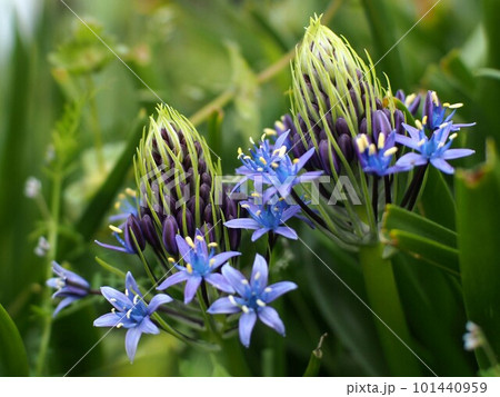 青いオオツルボの花と蕾（公園の花壇のシラー・ペルビアナ） 101440959