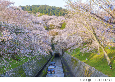 琵琶湖疏水 第1トンネル東口の満開の桜(滋賀県大津市三井寺町) 琵琶湖疏水 第1トンネル東口の満開の桜(滋賀県大津市三井寺町) 101441251