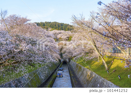 琵琶湖疏水 第1トンネル東口の満開の桜(滋賀県大津市三井寺町) 琵琶湖疏水 第1トンネル東口の満開の桜(滋賀県大津市三井寺町) 101441252