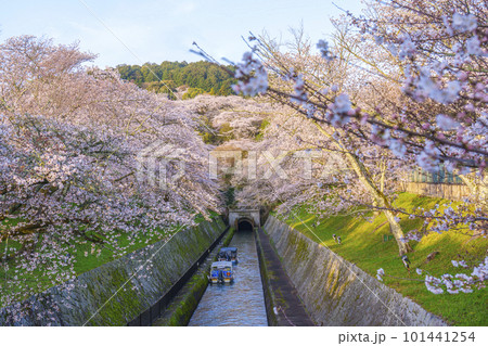 琵琶湖疏水　第1トンネル東口の満開の桜（滋賀県大津市三井寺町） 101441254