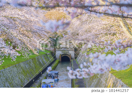 琵琶湖疏水　第1トンネル東口の満開の桜（滋賀県大津市三井寺町） 101441257