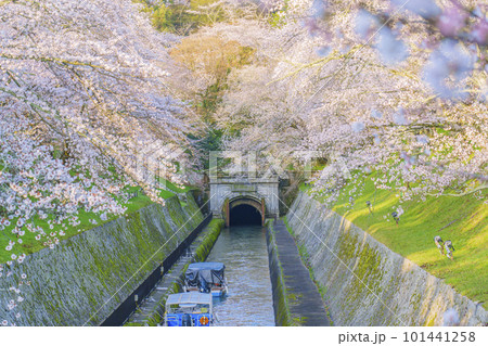 琵琶湖疏水 第1トンネル東口の満開の桜(滋賀県大津市三井寺町) 琵琶湖疏水 第1トンネル東口の満開の桜(滋賀県大津市三井寺町) 101441258