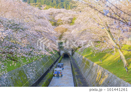 琵琶湖疏水　第1トンネル東口の満開の桜（滋賀県大津市三井寺町） 101441261