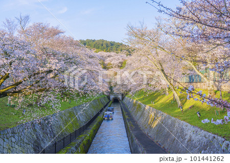 琵琶湖疏水　第1トンネル東口の満開の桜（滋賀県大津市三井寺町） 101441262