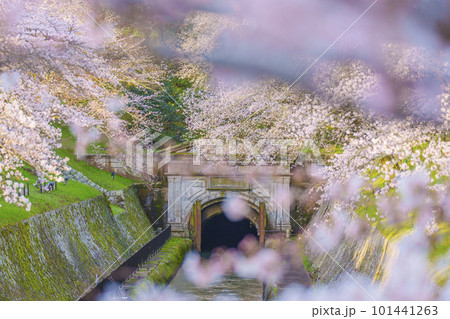 琵琶湖疏水 第1トンネル東口の満開の桜(滋賀県大津市三井寺町) 琵琶湖疏水 第1トンネル東口の満開の桜(滋賀県大津市三井寺町) 101441263