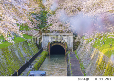 琵琶湖疏水 第1トンネル東口の満開の桜(滋賀県大津市三井寺町) 琵琶湖疏水 第1トンネル東口の満開の桜(滋賀県大津市三井寺町) 101441264