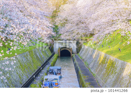 琵琶湖疏水 第1トンネル東口の満開の桜(滋賀県大津市三井寺町) 琵琶湖疏水 第1トンネル東口の満開の桜(滋賀県大津市三井寺町) 101441266