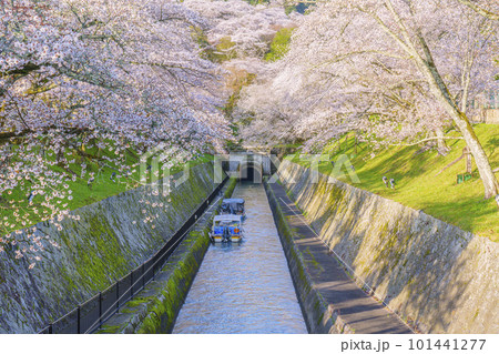 琵琶湖疏水 第1トンネル東口の満開の桜(滋賀県大津市三井寺町) 琵琶湖疏水 第1トンネル東口の満開の桜(滋賀県大津市三井寺町) 101441277