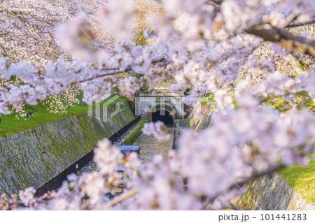 琵琶湖疏水 第1トンネル東口の満開の桜(滋賀県大津市三井寺町) 琵琶湖疏水 第1トンネル東口の満開の桜(滋賀県大津市三井寺町) 101441283
