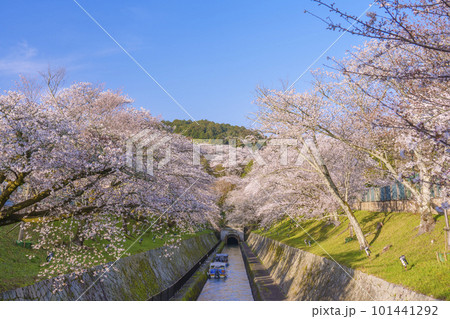 琵琶湖疏水　第1トンネル東口の満開の桜（滋賀県大津市三井寺町） 101441292