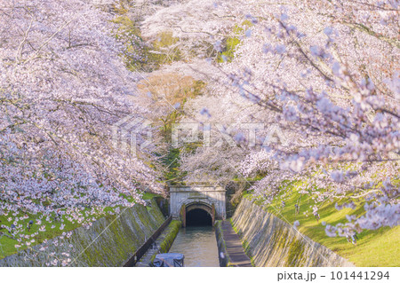 琵琶湖疏水 第1トンネル東口の満開の桜(滋賀県大津市三井寺町) 琵琶湖疏水 第1トンネル東口の満開の桜(滋賀県大津市三井寺町) 101441294