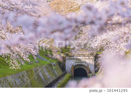 琵琶湖疏水 第1トンネル東口の満開の桜(滋賀県大津市三井寺町) 琵琶湖疏水 第1トンネル東口の満開の桜(滋賀県大津市三井寺町) 101441295