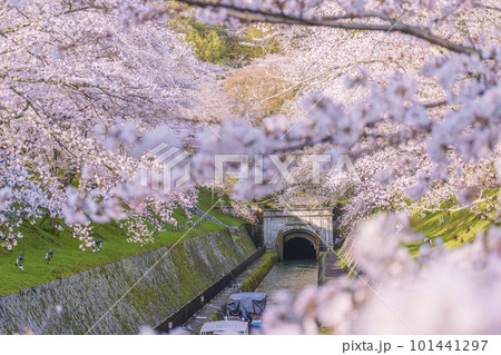 琵琶湖疏水 第1トンネル東口の満開の桜(滋賀県大津市三井寺町) 琵琶湖疏水 第1トンネル東口の満開の桜(滋賀県大津市三井寺町) 101441297