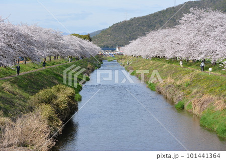 岐阜県西郷板谷川沿いの素晴らしい満開の桜 101441364