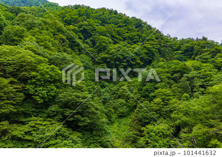 日本の車窓から 緑深い黒部峡谷鉄道 日本の車窓から 緑深い黒部峡谷鉄道 101441632