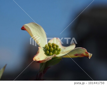 青空と朝日を浴びたハナミズキの花（春の神田公園 '23） 101441750