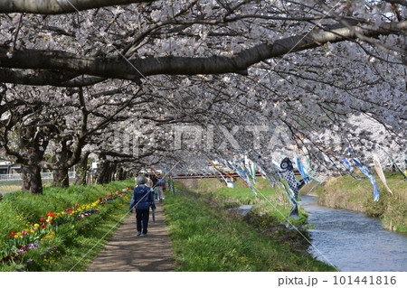 西郷板屋川満開の桜と鯉のぼり 101441816