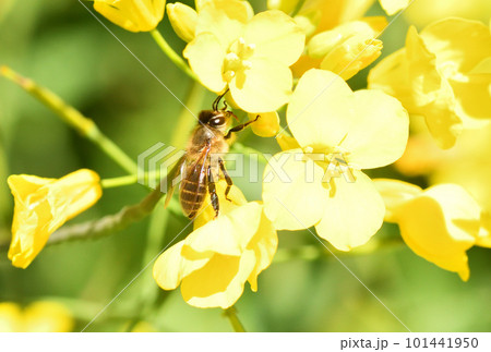 菜の花とミツバチ 菜の花とミツバチ 101441950