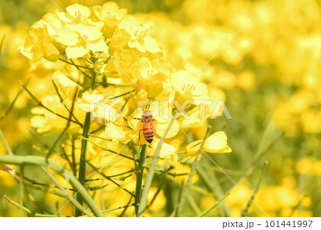 菜の花とミツバチ 101441997