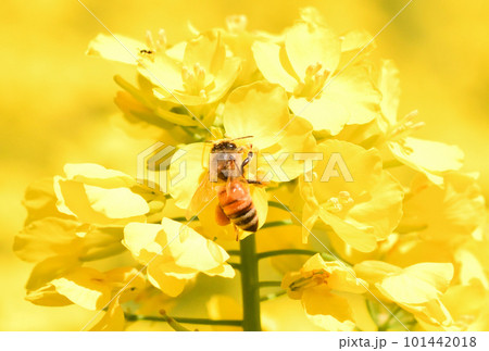 菜の花とミツバチ 101442018