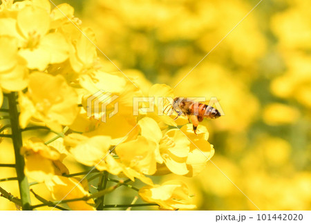 菜の花とミツバチ 菜の花とミツバチ 101442020
