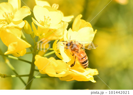菜の花とミツバチ 101442021