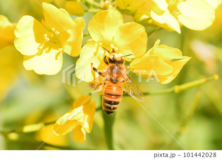 菜の花とミツバチ 101442028