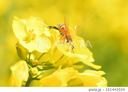 菜の花とミツバチ 菜の花とミツバチ 101442034