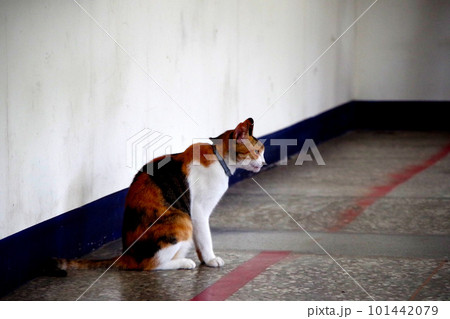 台湾の猫村 猴硐の猫 台湾の猫村 猴硐の猫 101442079